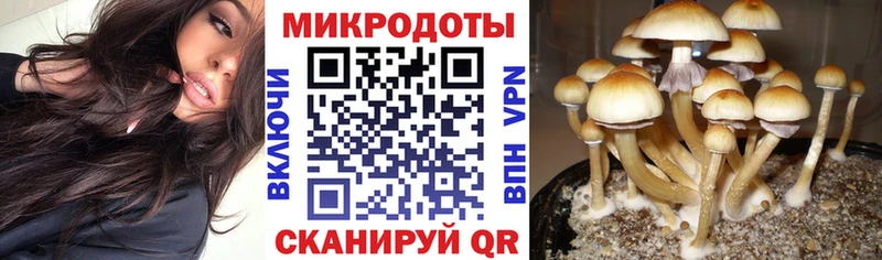Купить закладки  Каневская  Галлюциногенные грибы Psilocybe 